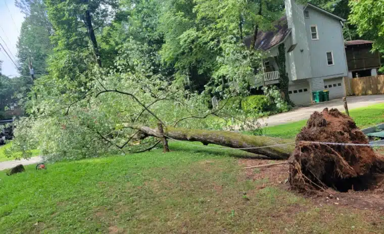 Emergency Tree Removal: When You Can’t Afford to Wait