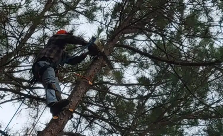 How to Trim a Tree Safely: Tips, Techniques, and DIY Guide